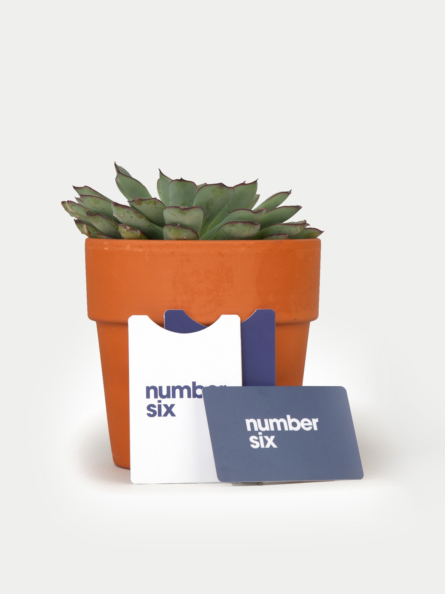 Purchase a Number Six Gift Card